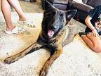 Bonnie Good Girl German Shepherd Dog Adult Female