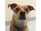 Loki Chihuahua Adult Male