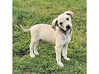 Samantha Terrier (Unknown Type, Medium) Puppy Female