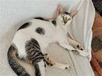 Saki (Iris) **COURTESY POST** Egyptian Mau Adult Female