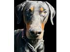 DIESEL Doberman Pinscher Adult Male