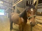 Yakima mustang mare