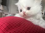 White Female Kitty