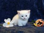 White English Muffin Kittens