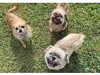 Murphy Shih Tzu Adult Male