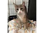 Heidi Domestic Shorthair Kitten Female