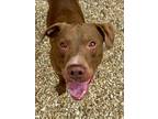 Rowdy Labrador Retriever Adult Male