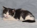 MOLLY Domestic Mediumhair Kitten Female