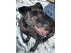 Thor Labrador Retriever Adult Male