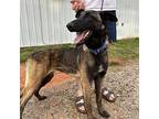Allie Belgian Malinois Young Female