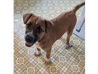 Queen Barb Black Mouth Cur Puppy Female
