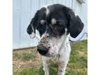 Kinsley Collie Young Female
