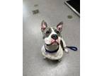 Ms. Beautiful Mixed Breed (Large) Adult Female
