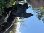 Claire Pharaoh Hound Young Female