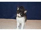 BUTTONS Domestic Mediumhair Kitten Female