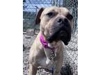 Clover Mixed Breed (Large) Young Female