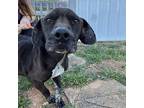 Raymond American Pit Bull Terrier Young Male