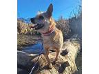 STORMY Border Terrier Adult Female