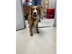 Molly Labrador Retriever Adult Female