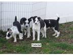 Tinkerbell Border Collie Puppy Female