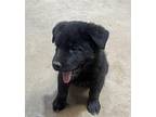 Hunter Labrador Retriever Puppy Male
