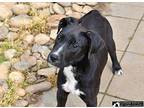 Blue Mixed Breed (Medium) Puppy Male