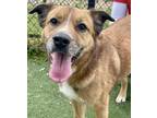 Mowgli Australian Shepherd Adult Male