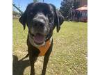 Ford Labrador Retriever Senior Male