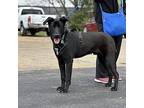Cody Labrador Retriever Young Male