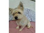 KIWI GUAVA Skye Terrier Adult Female