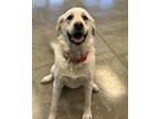 Muffin Labrador Retriever Young Female