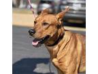 Jack Carolina Dog Young Male