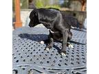 Mons Labrador Retriever Puppy Female