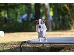 Lily Mixed Breed (Medium) Puppy Female