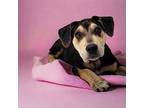Pepperoni Labrador Retriever Puppy Female