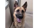 Zelda Mixed Breed (Large) Young Female