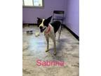 Sabrina Border Collie Adult Female