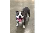 Taz American Pit Bull Terrier Adult Male