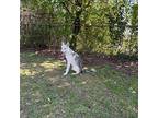 Phantom Husky Young Male