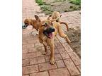 Maize Boxer Puppy Male