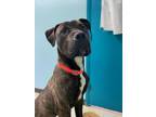 Humphrey Jr. Boxer Young Male