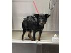 Rose Mixed Breed (Medium) Puppy Female