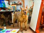 Adopt YODA a Mixed Breed