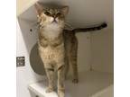 Adopt BELLE a Domestic Short Hair