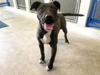 Adopt LATTE a American Staffordshire Terrier