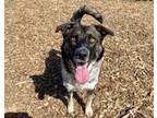 Adopt OLIVE a Australian Cattle Dog / Blue Heeler, Mixed Breed