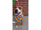 Adopt MARILYN a Pit Bull Terrier