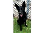Adopt ARTEMIS a German Shepherd Dog