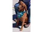 Adopt Shimmer a Vizsla