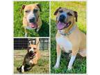 Adopt TORI a Pit Bull Terrier, Mixed Breed